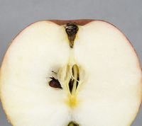 Yduns Æble